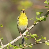 Kulczyk zwyczajny - Serinus serinus - European Serin