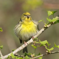 Kulczyk zwyczajny - Serinus serinus - European Serin