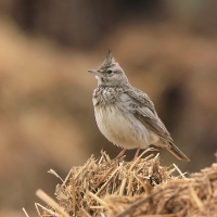 Dzierlatka - Galerida cristata - Crested Lark