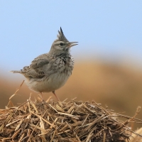 Dzierlatka - Galerida cristata - Crested Lark