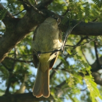 Bilbil zuchwały - Andropadus importunus - Sombre Greenbul
