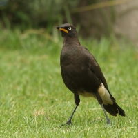 Błyszczak brunatny - Lamprotornis bicolor - African Pied Starling