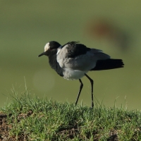 Czajka srokata - Vanellus armatus - Blacksmith Lapwing