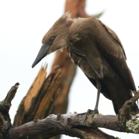 Waruga - Scopus umbretta - Hamerkop
