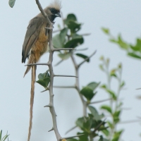 Czepiga rudawa - Colius striatus - Speckled Mousebird