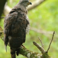 Gadożer krótkoskrzydły - Circaetus fasciolatus - Southern Banded Snake Eagle