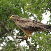 Kania egipska - Milvus aegyptius - Yellow-billed Kite
