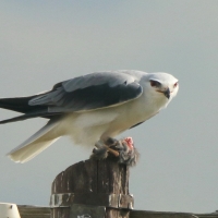 Kaniuk - Elanus caeruleus - Black-winged Kite