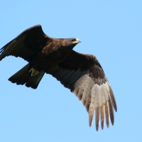 Orzełek afrykański - Hieraaetus wahlberg - Wahlberg's Eagle