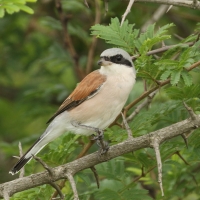 Dzierzba gąsiorek - Lanius collurio - Red-backed Shrike