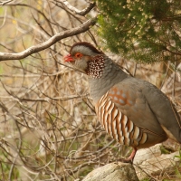 Góropatwa berberyjska - Alectoris barbara - Barbary Partridge