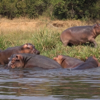 Hipopotam - Hippopotamus amphibius - Common hippopotamus