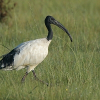 Ibis czczony - Threskiornis aethiopicus - Sacred Ibis