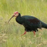 Ibis łysy - Geronticus calvus - Southern Bald Ibis