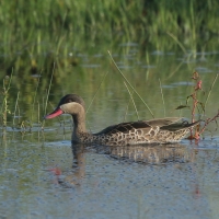 Srebrzanka czerwonodzioba - Anas erythrorhyncha - Red-billed Duck