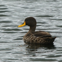 Kaczka żółtodzioba - Anas undulata - Yellow-billed Duck