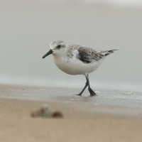 Piaskowiec - Calidris alba - Sanderling