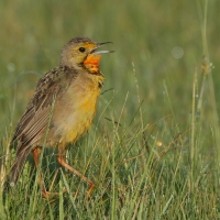 Szponnik rudobrewy - Macronyx capensis - Cape Longclaw
