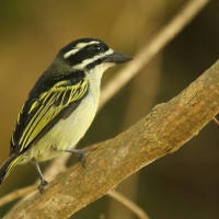 Wąsaczek żółtorzytny - Pogoniulus bilineatus - Yellow-rumped Tinkerbird
