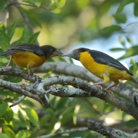 Wikłacz dwubarwny - Malimbus bicolor - Dark-backed Weaver