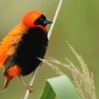 Wikłacz ognisty - Euplectes orix - Southern Red Bishop