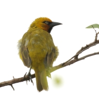 Wikłacz okularowy - Malimbus ocularis - Spectacled Weaver