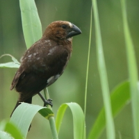 Brunatniczka - Amblyospiza albifrons - Grosbeak Weaver