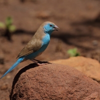 Motylik sawannowy - Uraeginthus angolensis - Blue-breasted Cordon-bleu