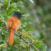 Muchodławka wspaniała - Terpsiphone viridis - African Paradise-flycatcher