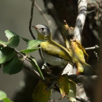 Nikornik żółtopierśny - Apalis flavida - Yellow-breasted Apalis