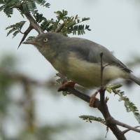 Popielatka czarnoszyja - Eremomela atricollis - Black-Necked Eremomela
