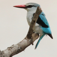 Łowiec jasny - Halcyon senegalensis - Woodland Kingfisher
