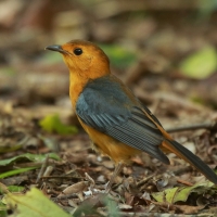Złotokos rudogłowy - Cossypha natalensis - Red-capped Robin Chat