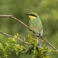 Żołna mała - Merops pusillus - Little Bee-eater