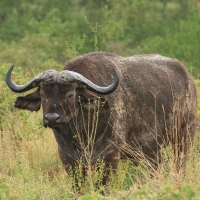 Bawół afrykański - Syncerus caffer - African buffalo