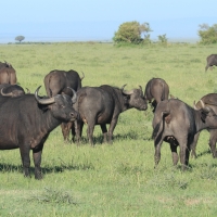 Bawół afrykański - Syncerus caffer - African buffalo