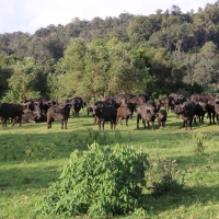 Bawół afrykański - Syncerus caffer - African buffalo