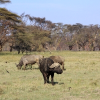 Bawół afrykański - Syncerus caffer - African buffalo