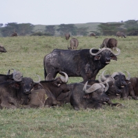 Bawół afrykański - Syncerus caffer - African buffalo