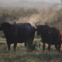 Bawół afrykański - Syncerus caffer - African buffalo