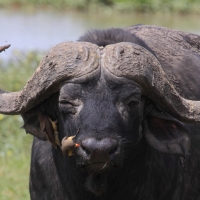Bawół afrykański - Syncerus caffer - African buffalo