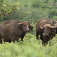 Bawół afrykański - Syncerus caffer - African buffalo