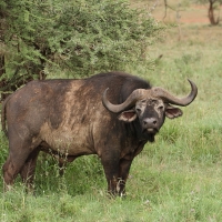 Bawół afrykański - Syncerus caffer - African buffalo