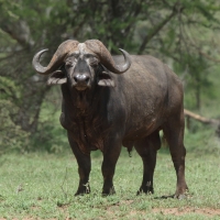 Bawół afrykański - Syncerus caffer - African buffalo