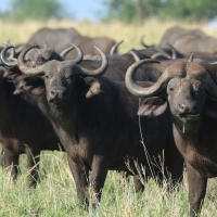 Bawół afrykański - Syncerus caffer - African buffalo