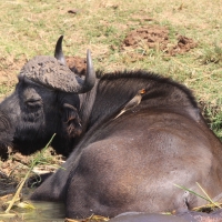 Bawół afrykański - Syncerus caffer - African buffalo