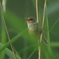 Zaroślówka - Acrocephalus dumetorum - Blyth's Reed-Warbler