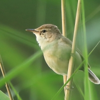 Zaroślówka - Acrocephalus dumetorum - Blyth's Reed-Warbler
