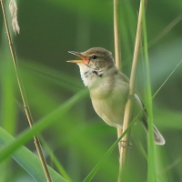 Zaroślówka - Acrocephalus dumetorum - Blyth's Reed-Warbler