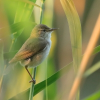 Zaroślówka - Acrocephalus dumetorum - Blyth's Reed-Warbler